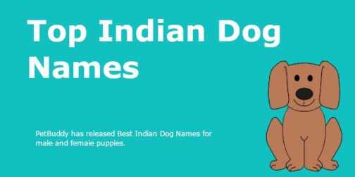 indian-dog-names-ideas-for-male-female-desi-dog-names