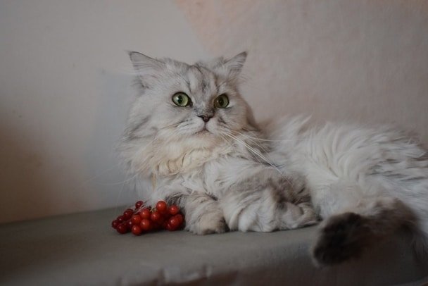 Persian Cat Breed Info, Price in India | PetBuddy